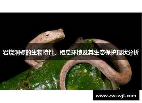 岩烧洞螈的生物特性、栖息环境及其生态保护现状分析